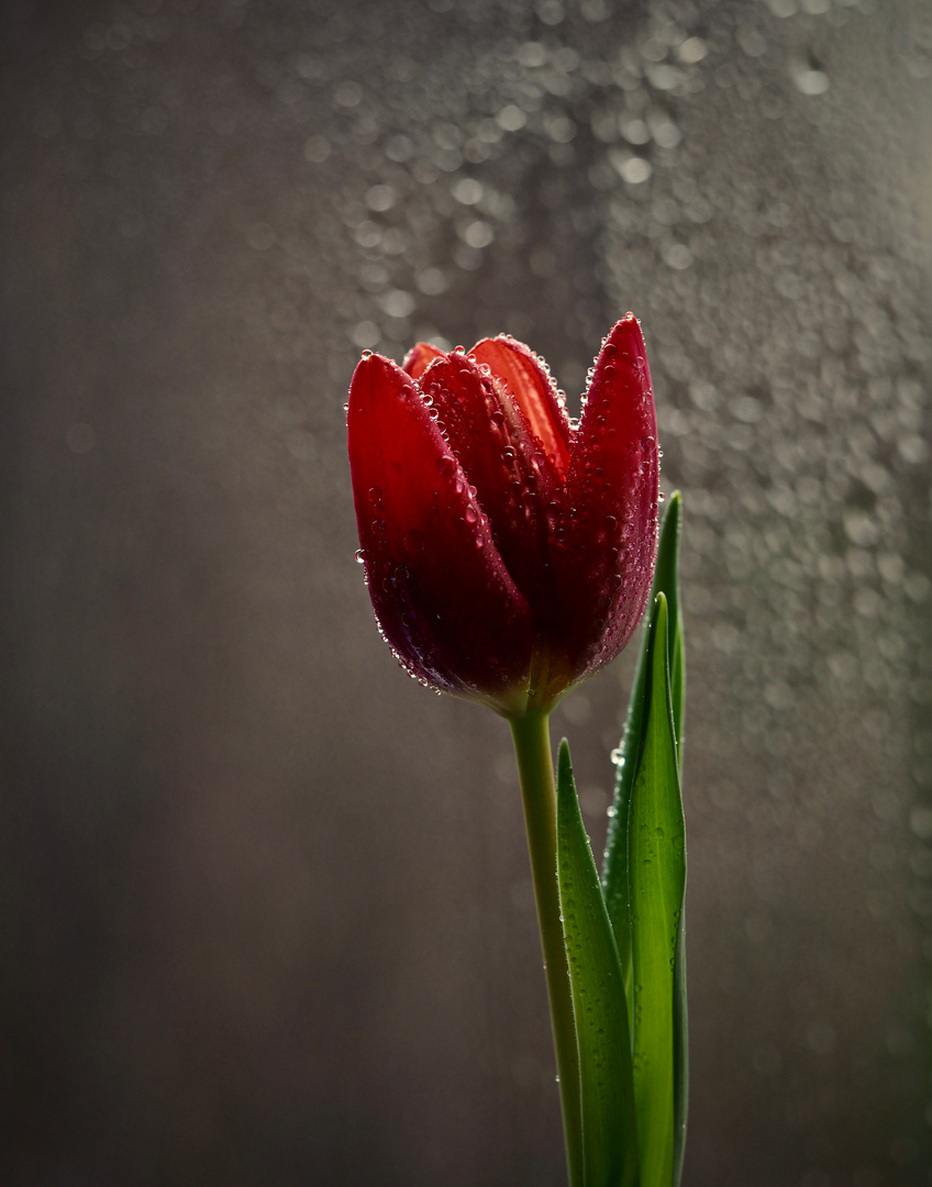 Tulpe im Regen