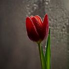 Tulpe im Regen