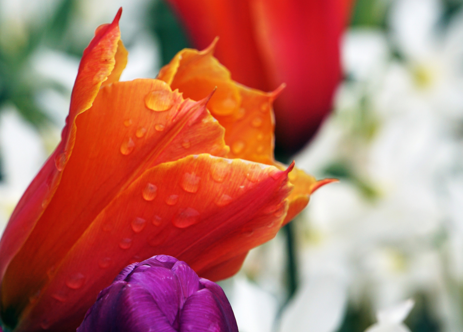 Tulpe im Regen 