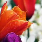 Tulpe im Regen 
