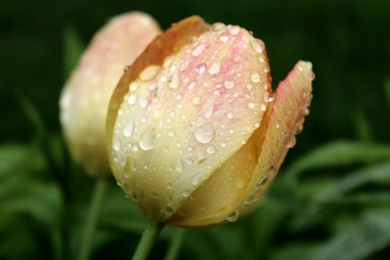 Tulpe im Regen