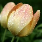 Tulpe im Regen