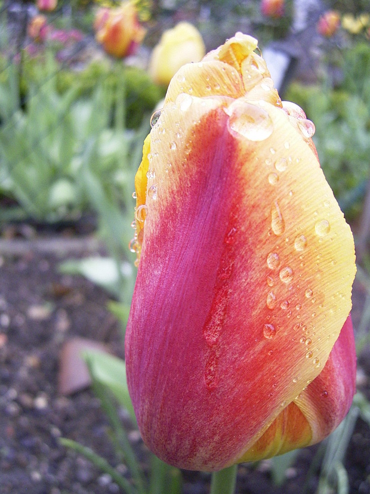 Tulpe im Regen