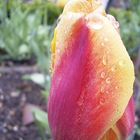 Tulpe im Regen