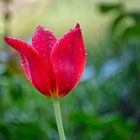 Tulpe im Regen