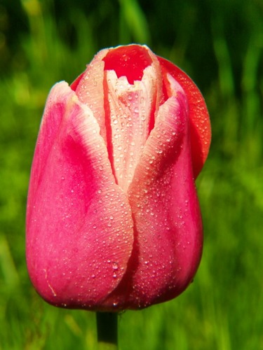 Tulpe im Regen