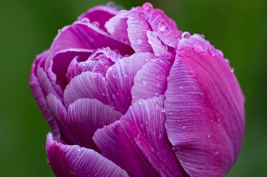 Tulpe im Regen