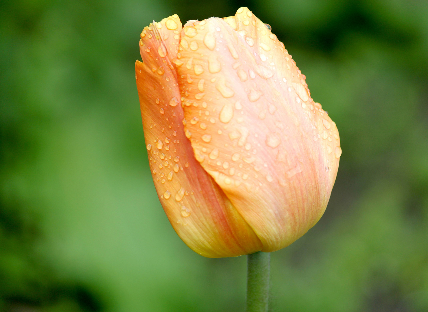 Tulpe im Regen