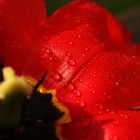 Tulpe im Regen