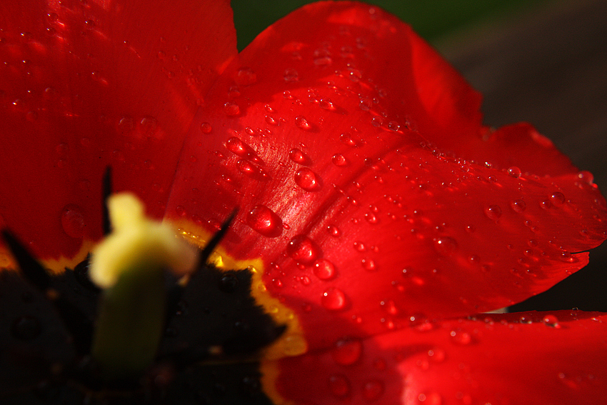 Tulpe im Regen von ChristaF 