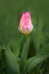 Tulpe im Regen