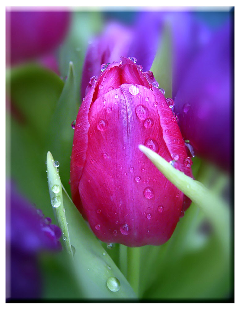 Tulpe im Regen