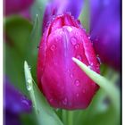 Tulpe im Regen