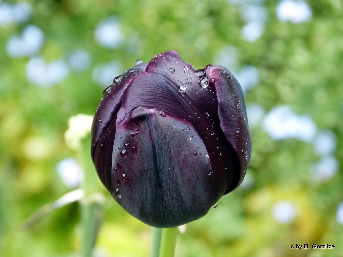 Tulpe im Regen !