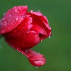 Tulpe im Regen