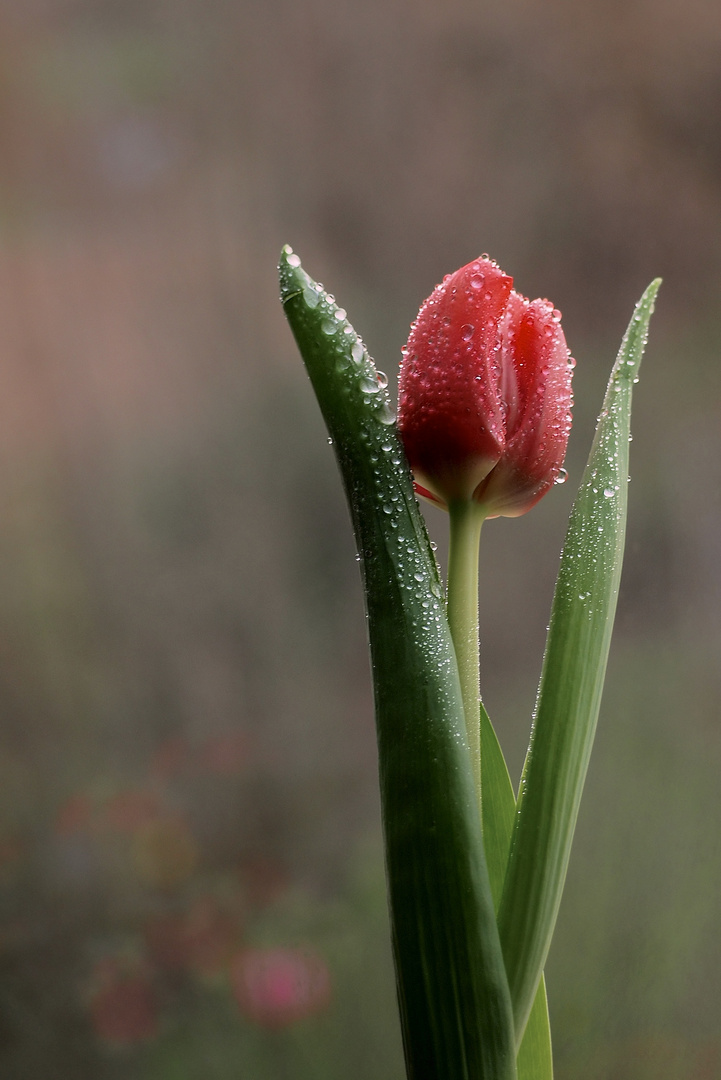 Tulpe im Regen