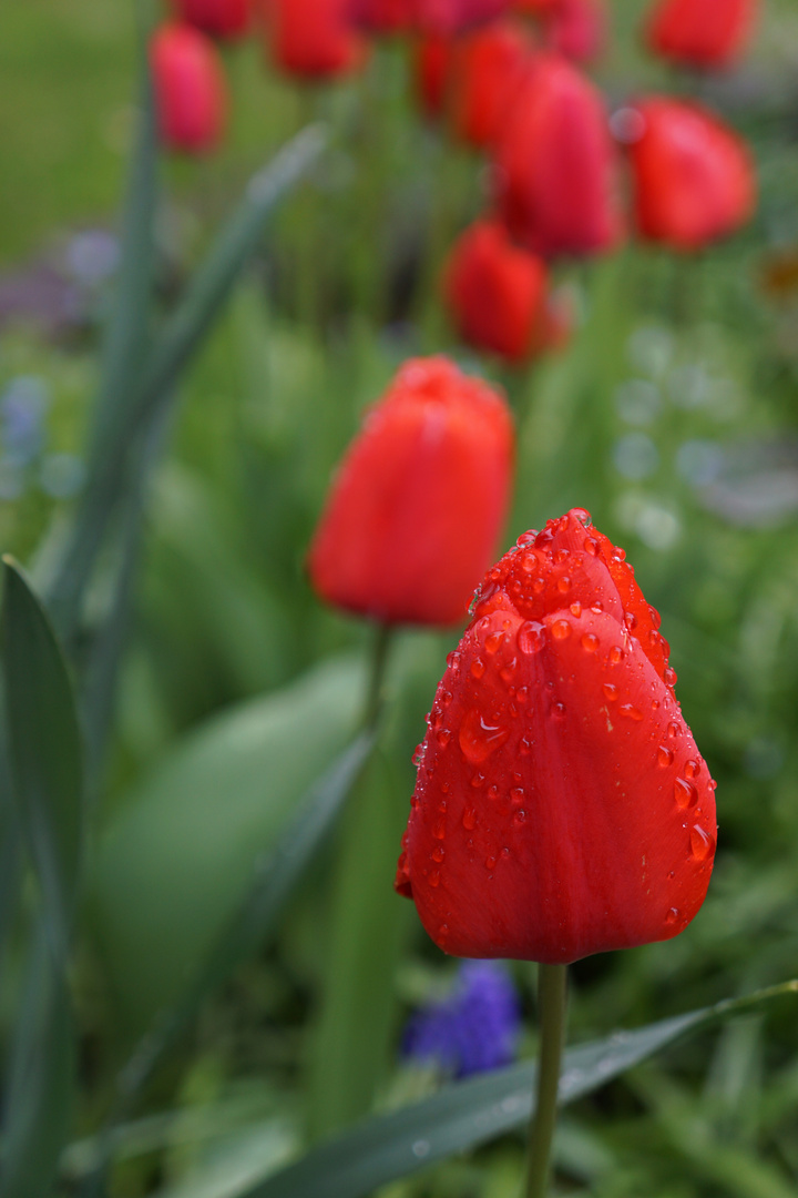 Tulpe im Regen