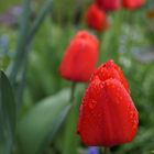 Tulpe im Regen