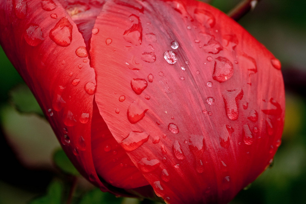 Tulpe im Regen