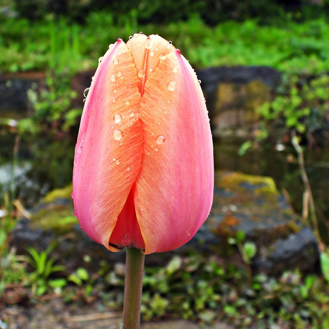 Tulpe im Regen