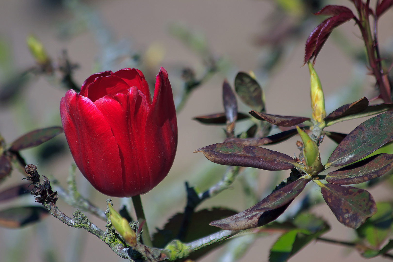 Tulpe im Rhododendronstrauch II