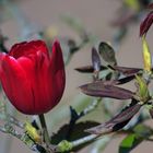 Tulpe im Rhododendronstrauch II