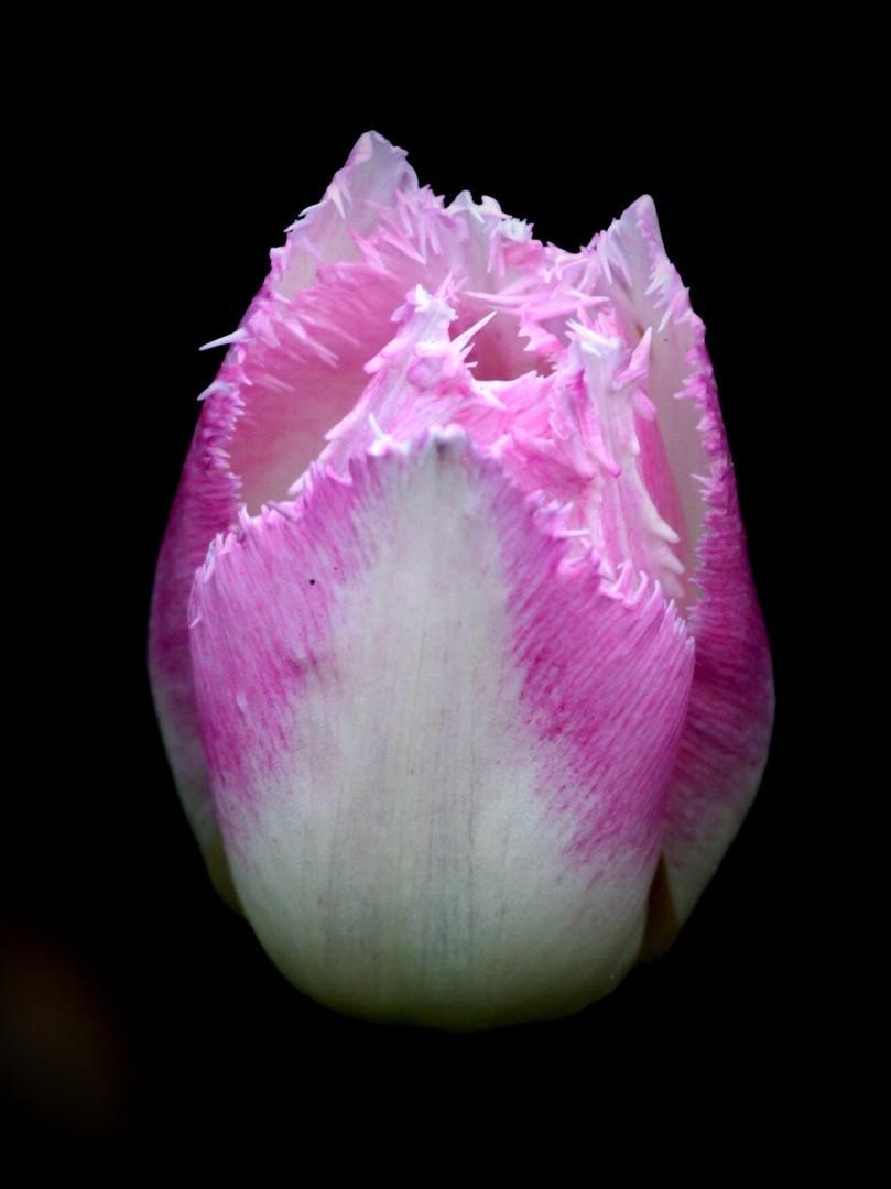 Tulpe im Schatten