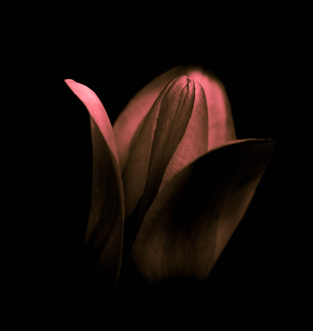 Tulpe im Schatten