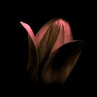 Tulpe im Schatten