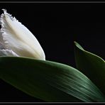 Tulpe im Schlaf