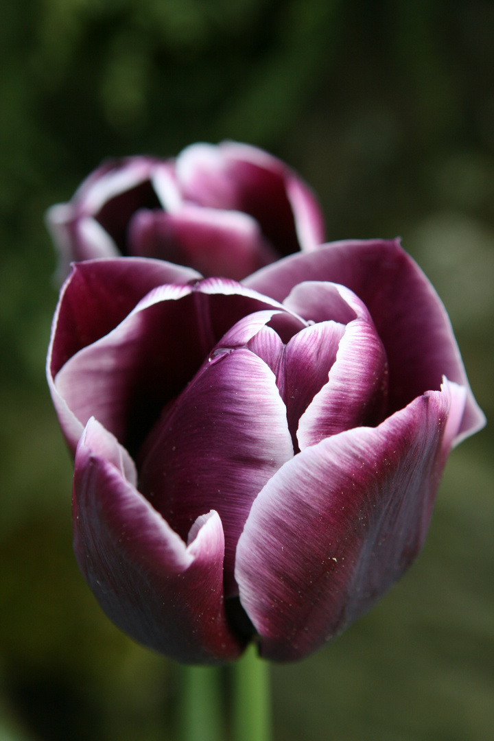 Tulpe im Schlossgarten