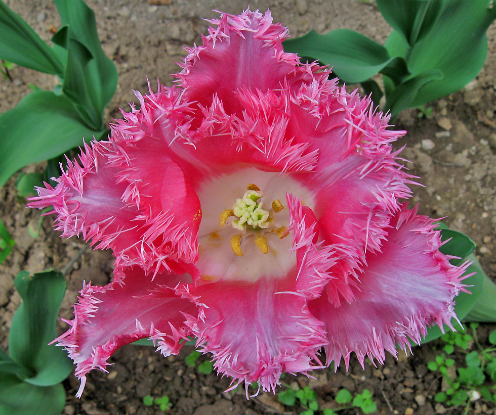 Tulpe im Schlossgarten