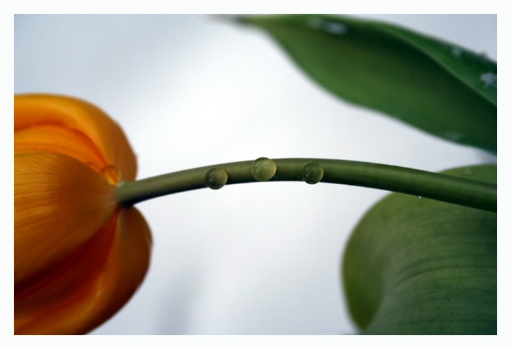 tulpe im schnee