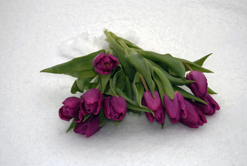 Tulpe im Schnee