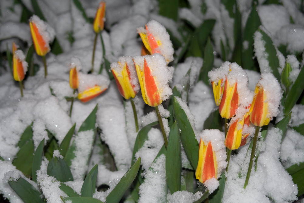 Tulpe im Schnee von Marcel Baumeister