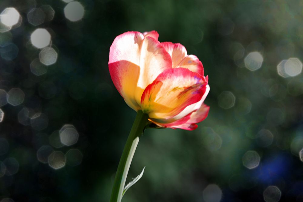 Tulpe im Schnee