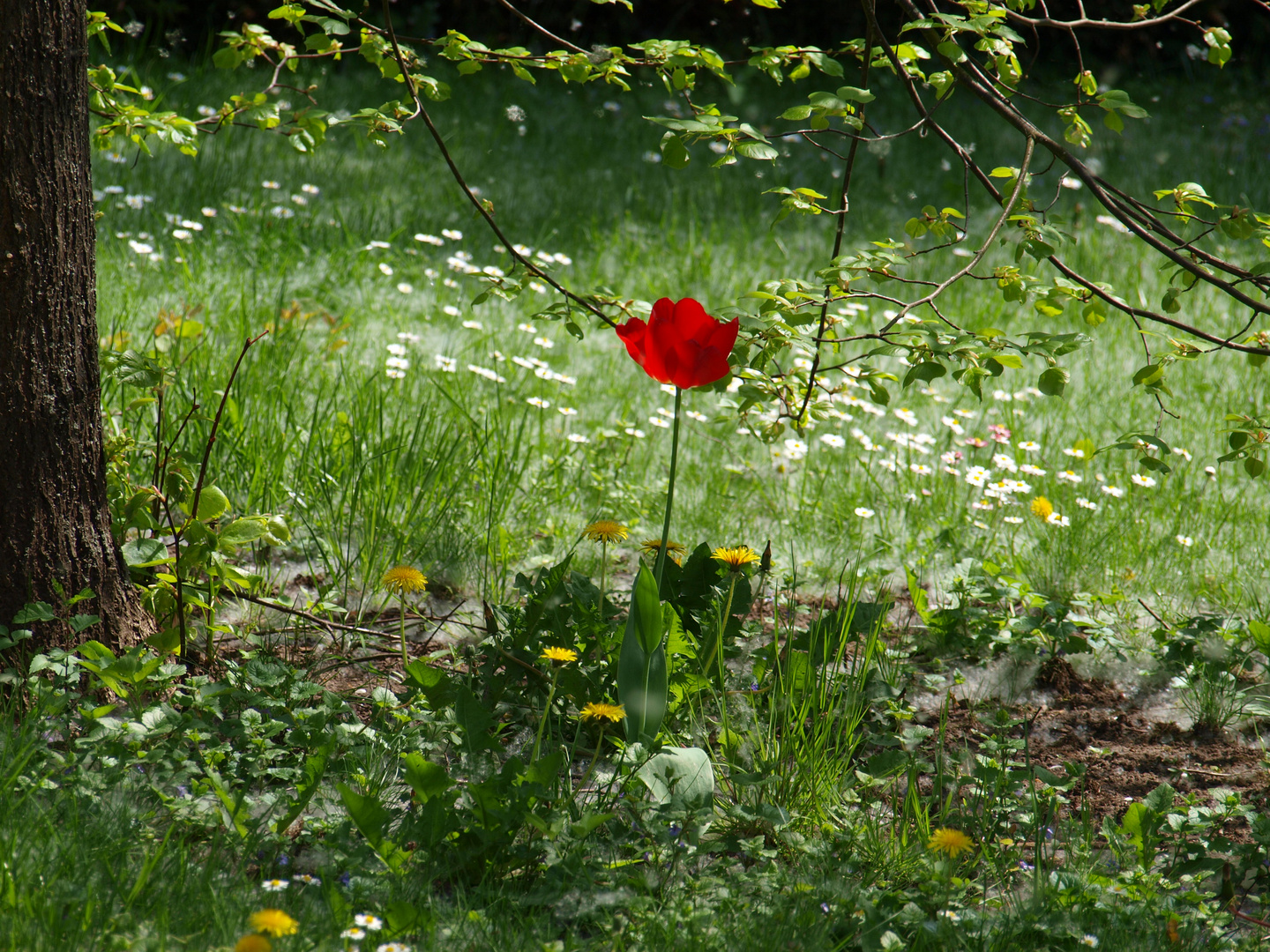 Tulpe (?) im "Schnee"