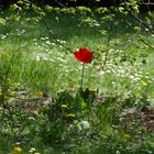 Tulpe (?) im "Schnee"