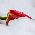 Tulpe im Schnee