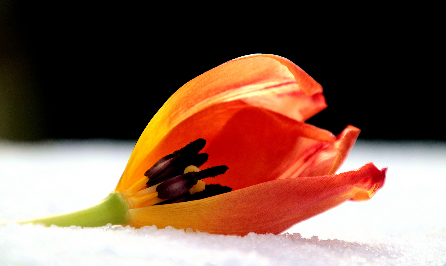 Tulpe im Schnee