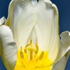 Tulpe im Schnitt 2