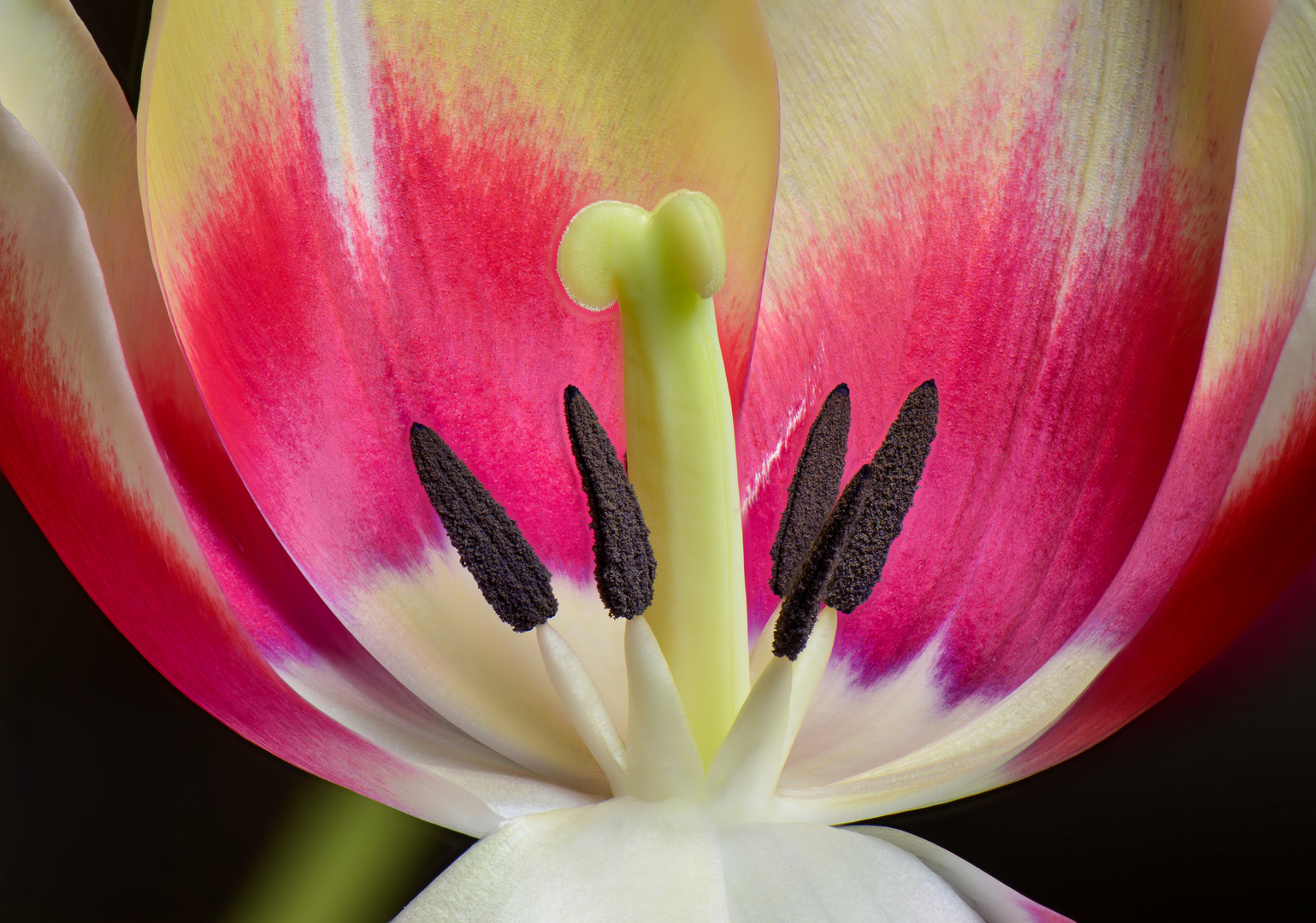 Tulpe im Schnitt