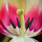 Tulpe im Schnitt