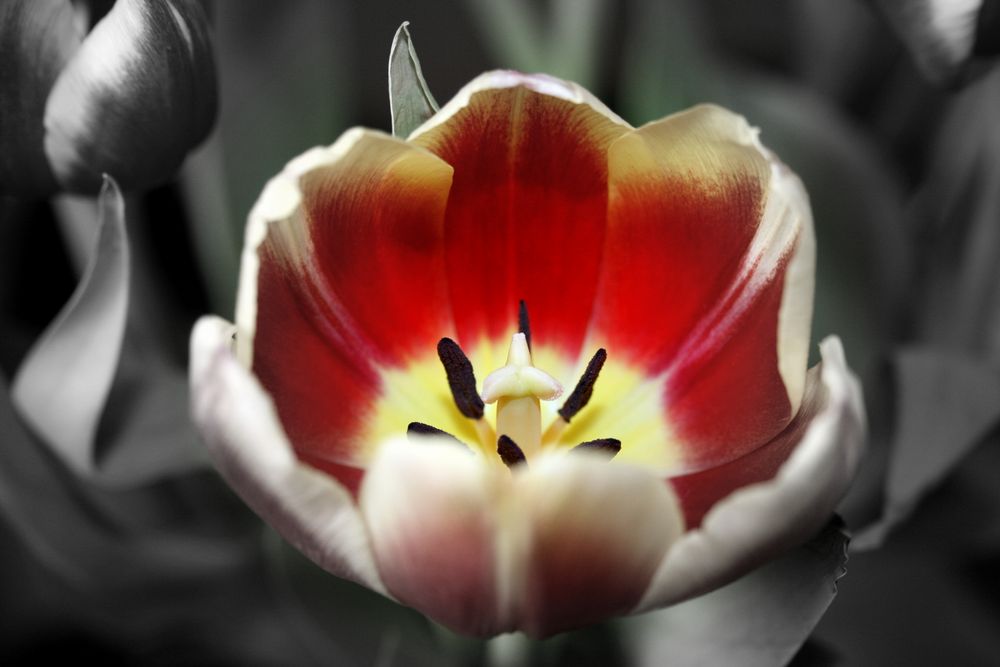 Tulpe im schwarz-weiß Fokus