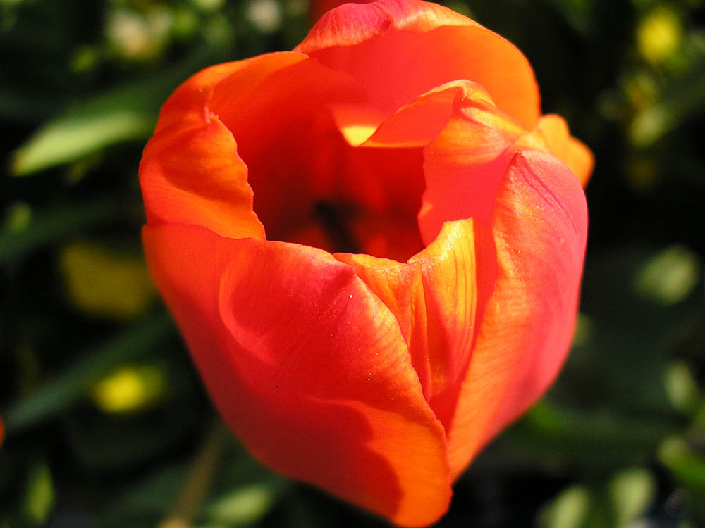 Tulpe im Sommer