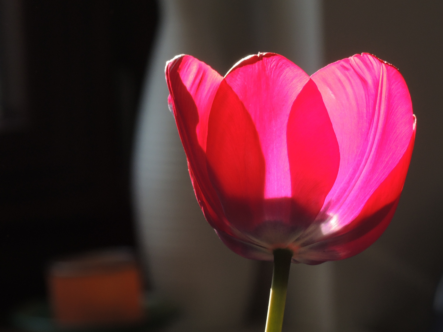 Tulpe im Sonnenlicht