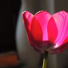 Tulpe im Sonnenlicht