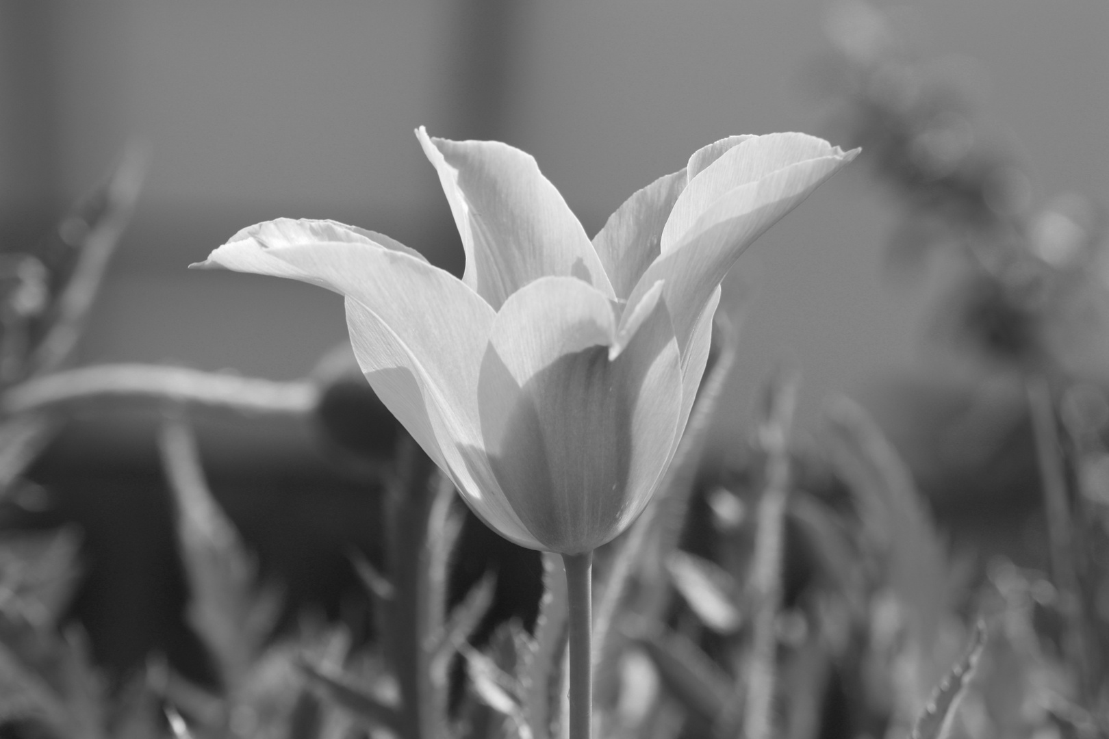 Tulpe im Sonnenlicht