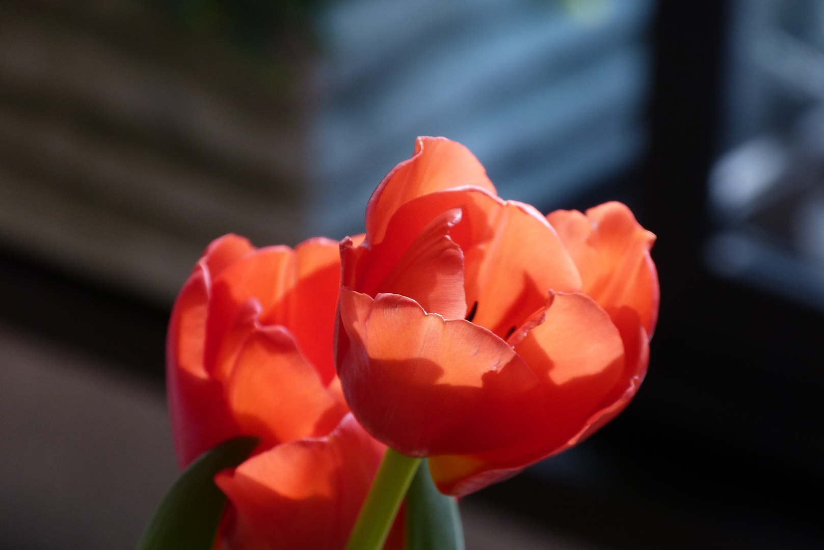 Tulpe im Sonnenlicht