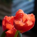 Tulpe im Sonnenlicht